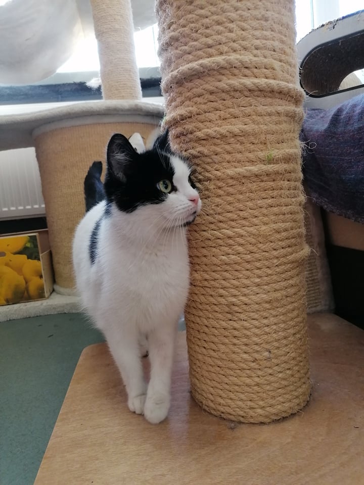 Łatka i Gratka - adoptowane :)