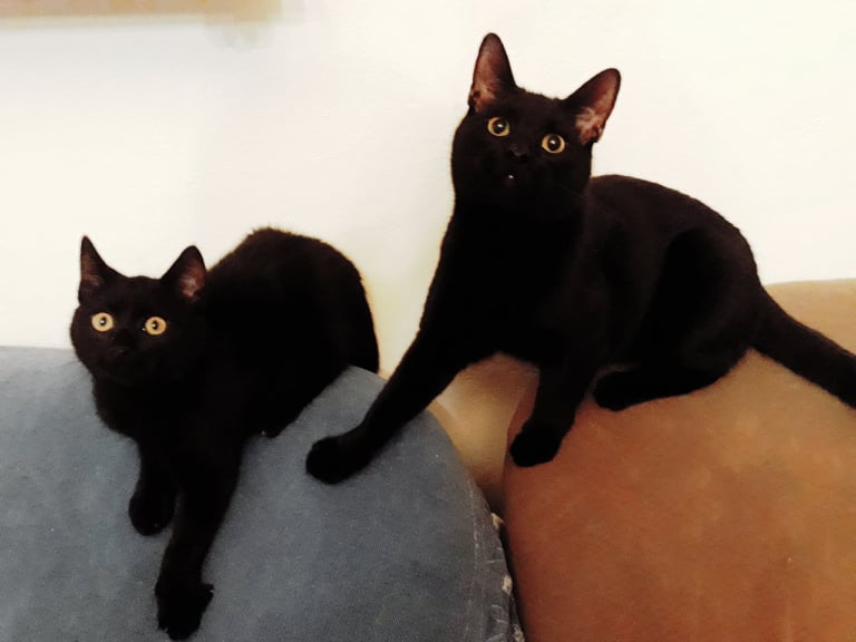 Adoptusie. Benio i Nikoś. W domu :)