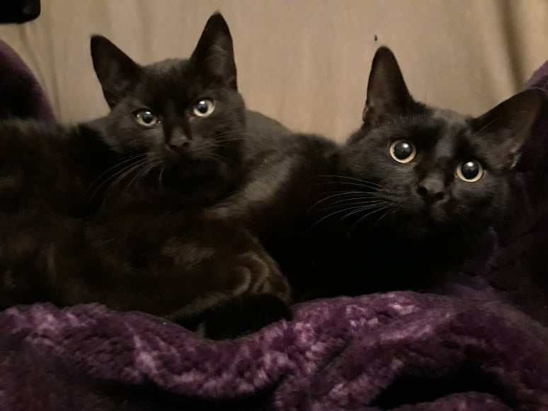 Adoptusie. Benio i Nikoś. W domu :)