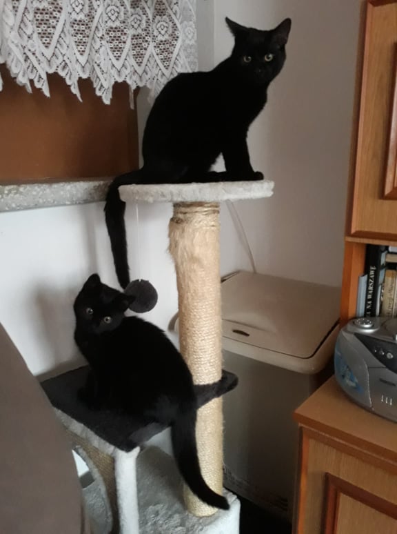 Adoptusie. Benio i Nikoś. W domu :)