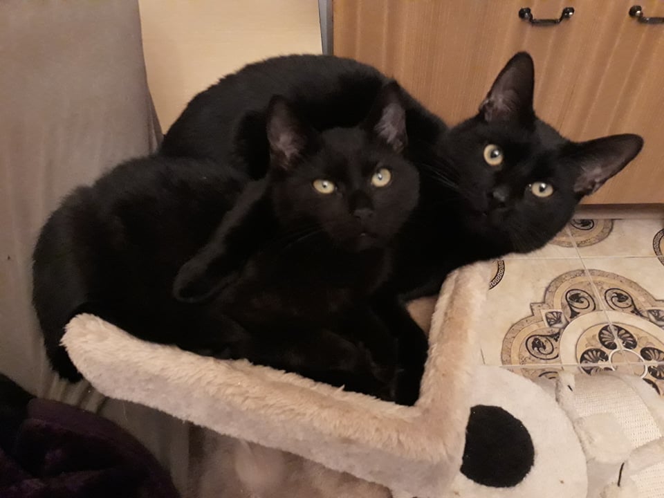 Adoptusie. Benio i Nikoś. W domu :)