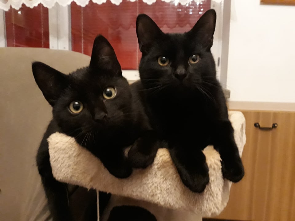 Adoptusie. Benio i Nikoś. W domu :)