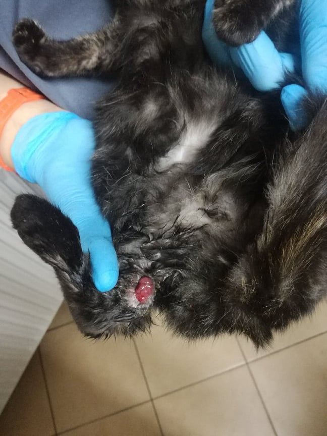 2 koty a łap tylko 6... Edi i Lara już w naszej kociarni