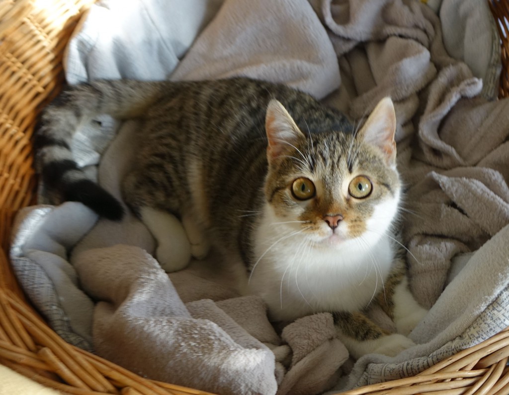 Adoptusie. Jasia - wesoła iskierka. W domu :)