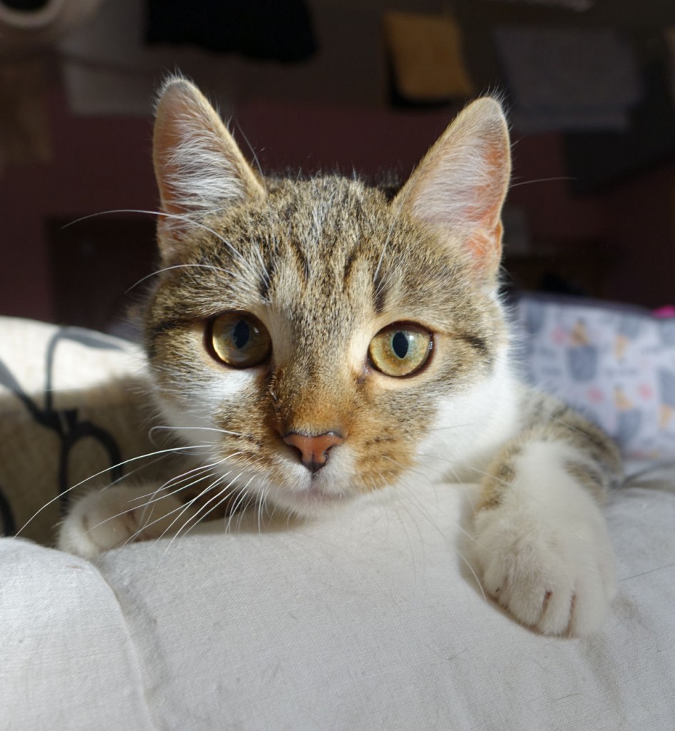 Adoptusie. Jasia - wesoła iskierka. W domu :)