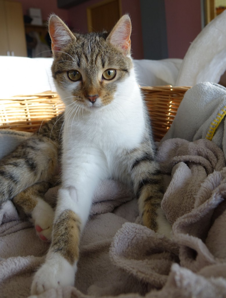 Adoptusie. Jasia - wesoła iskierka. W domu :)
