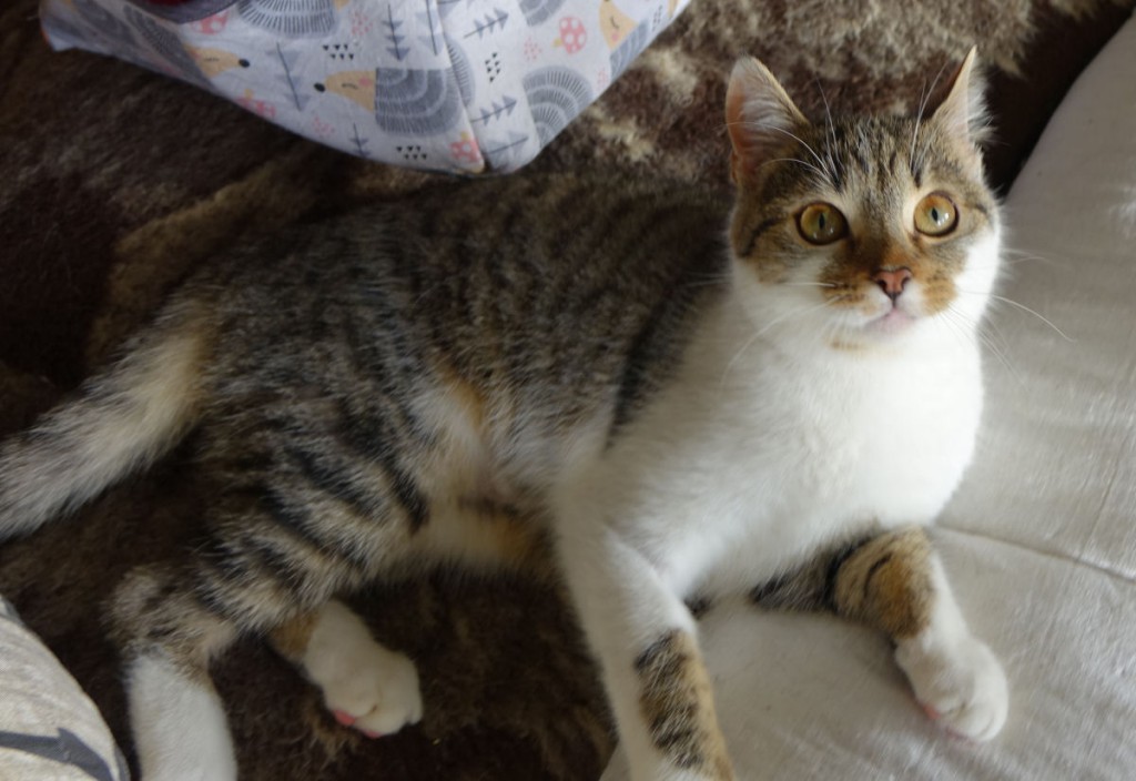 Adoptusie. Jasia - wesoła iskierka. W domu :)