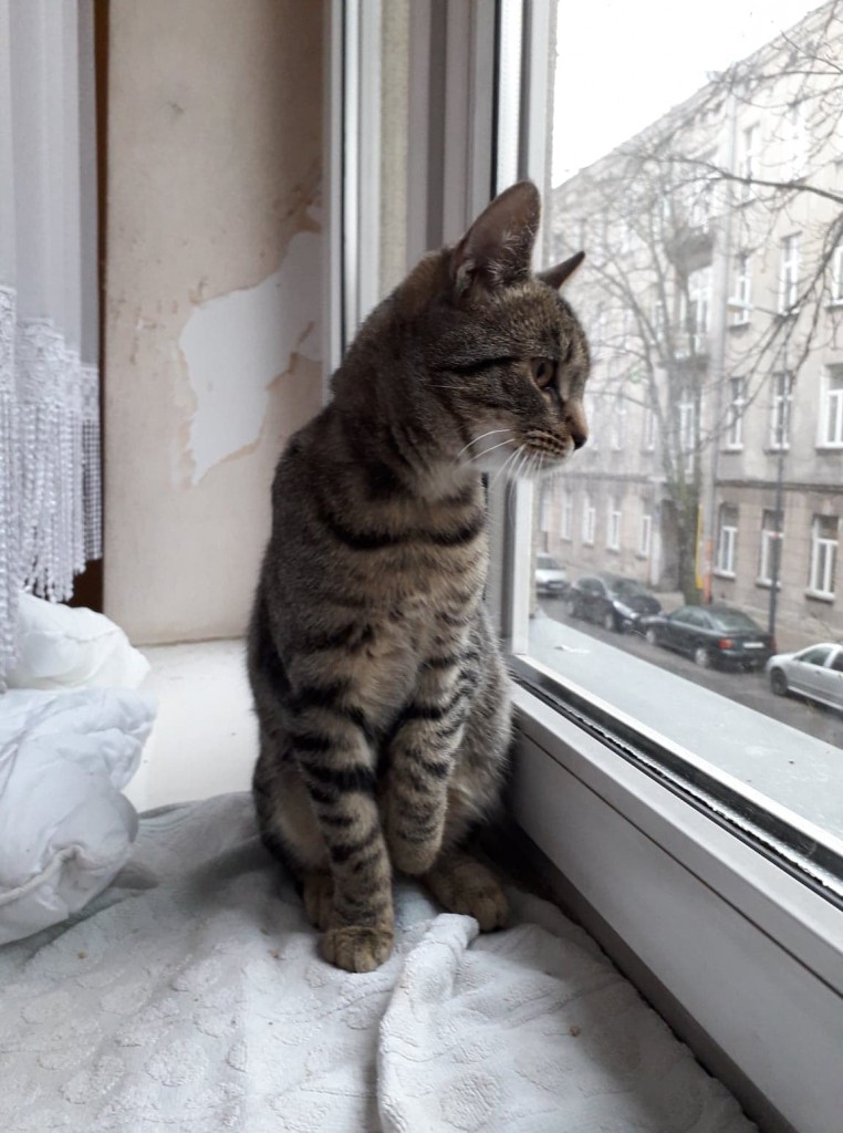 Adoptusie. Kalinka i Rysio - duet doskonały. Adoptowane :)