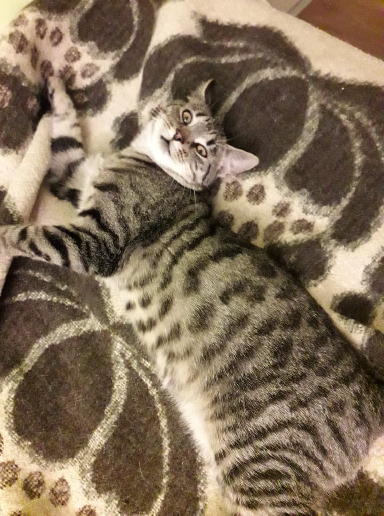 Adoptusie. Kalinka i Rysio - duet doskonały. Adoptowane :)