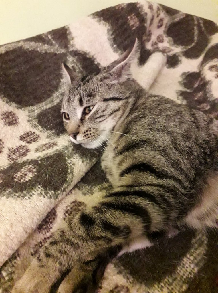 Adoptusie. Kalinka i Rysio - duet doskonały. Adoptowane :)