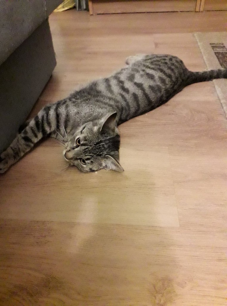 Adoptusie. Kalinka i Rysio - duet doskonały. Adoptowane :)
