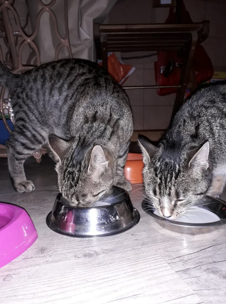 Adoptusie. Kalinka i Rysio - duet doskonały. Adoptowane :)
