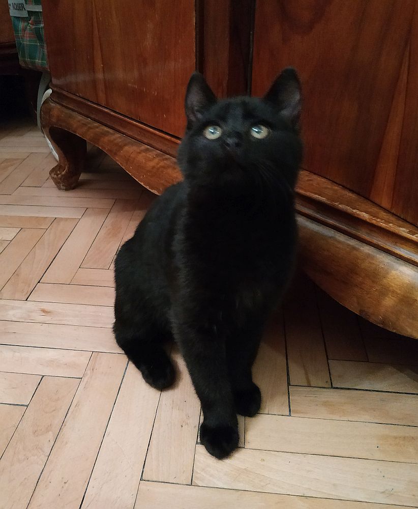 Czarny Cywilek - adoptowany :)