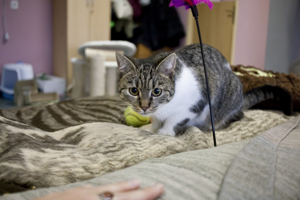 Adoptusie. Gratka - w domu :)