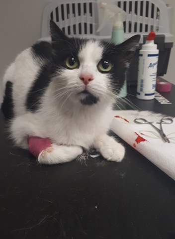 Łatka i Gratka - adoptowane :)