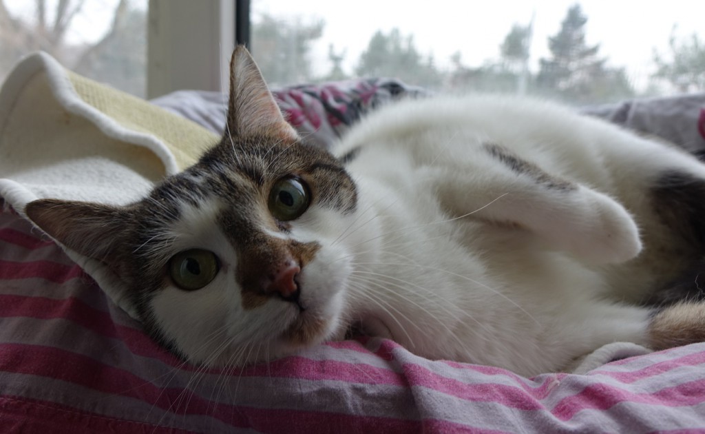 Adoptusie. Malutka - w domu :)