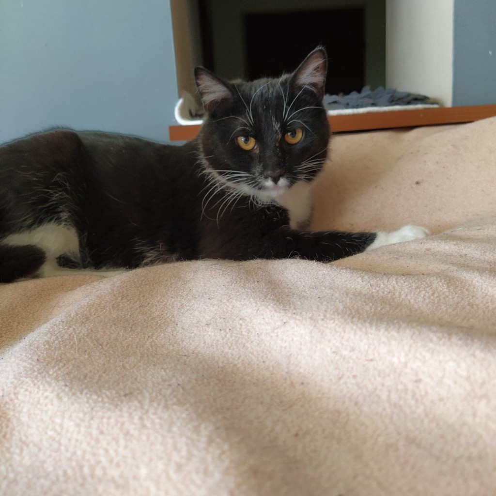 Adoptusie. Kacper i Baltazar - dwaj uroczy bracia. Adoptowani :)