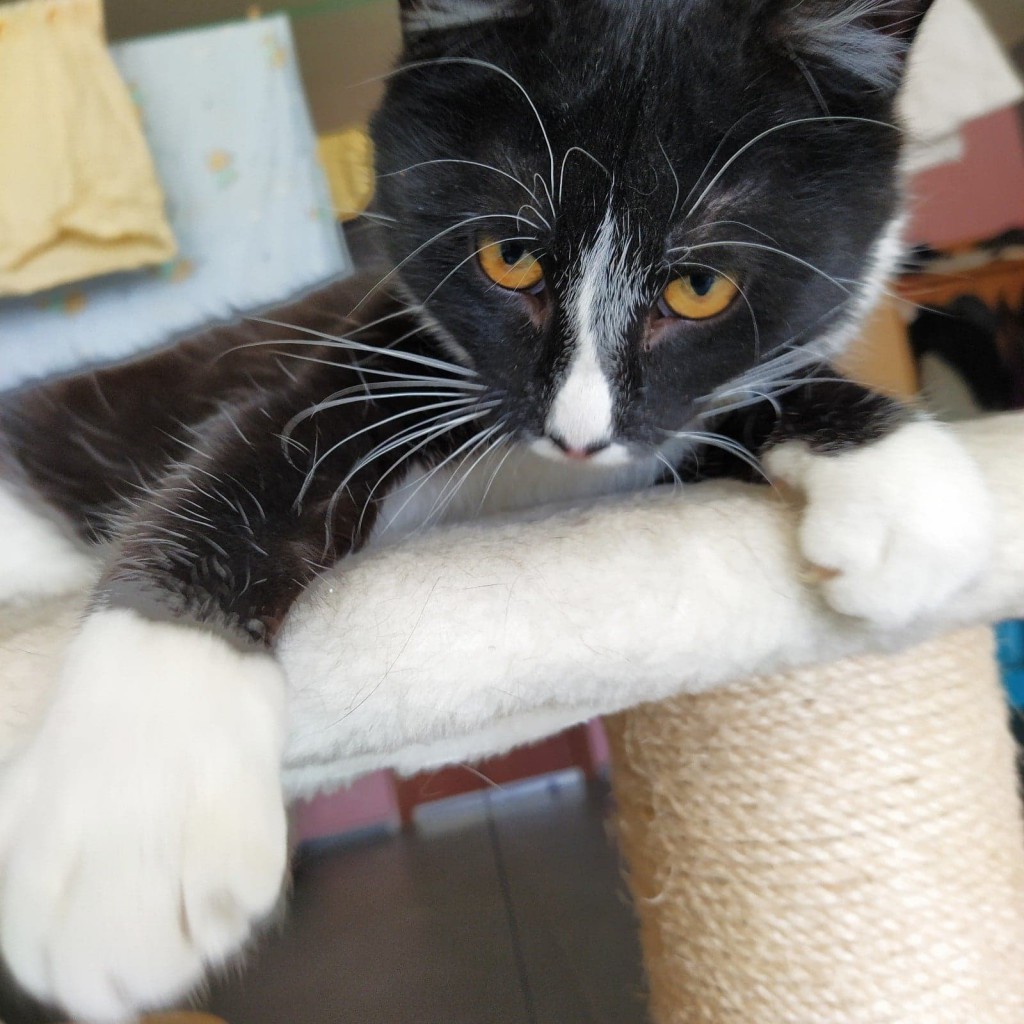 Adoptusie. Kacper i Baltazar - dwaj uroczy bracia. Adoptowani :)