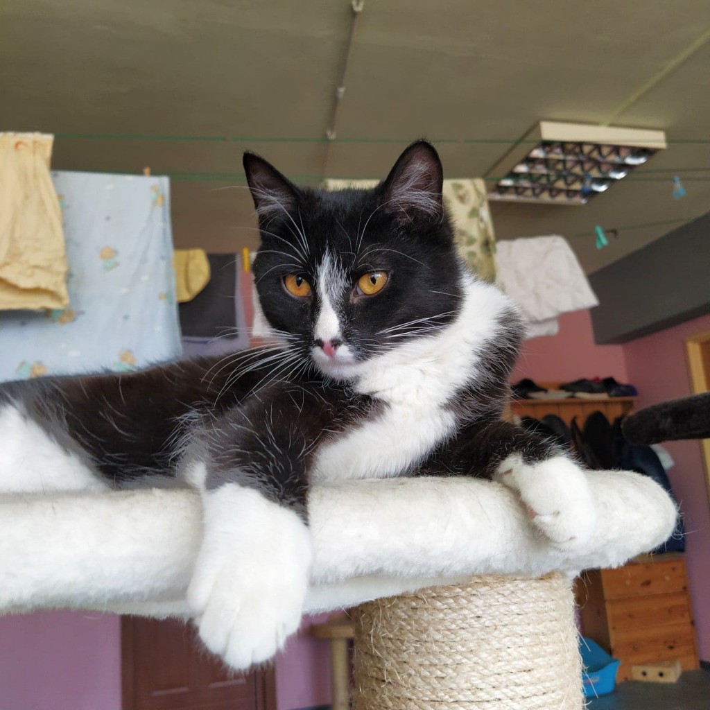 Adoptusie. Kacper i Baltazar - dwaj uroczy bracia. Adoptowani :)