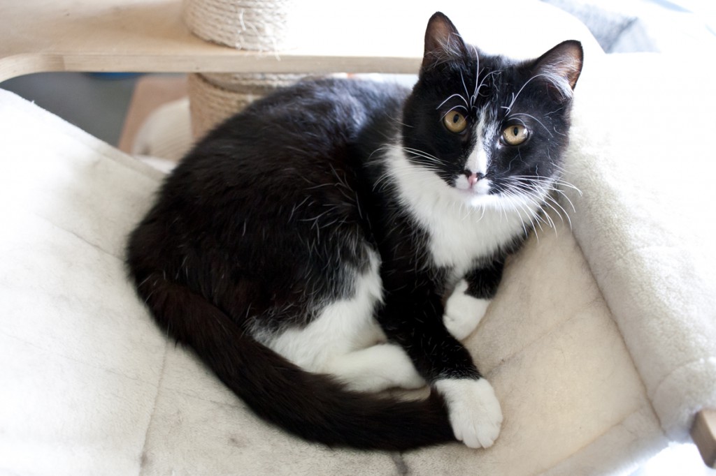 Adoptusie. Kacper i Baltazar - dwaj uroczy bracia. Adoptowani :)