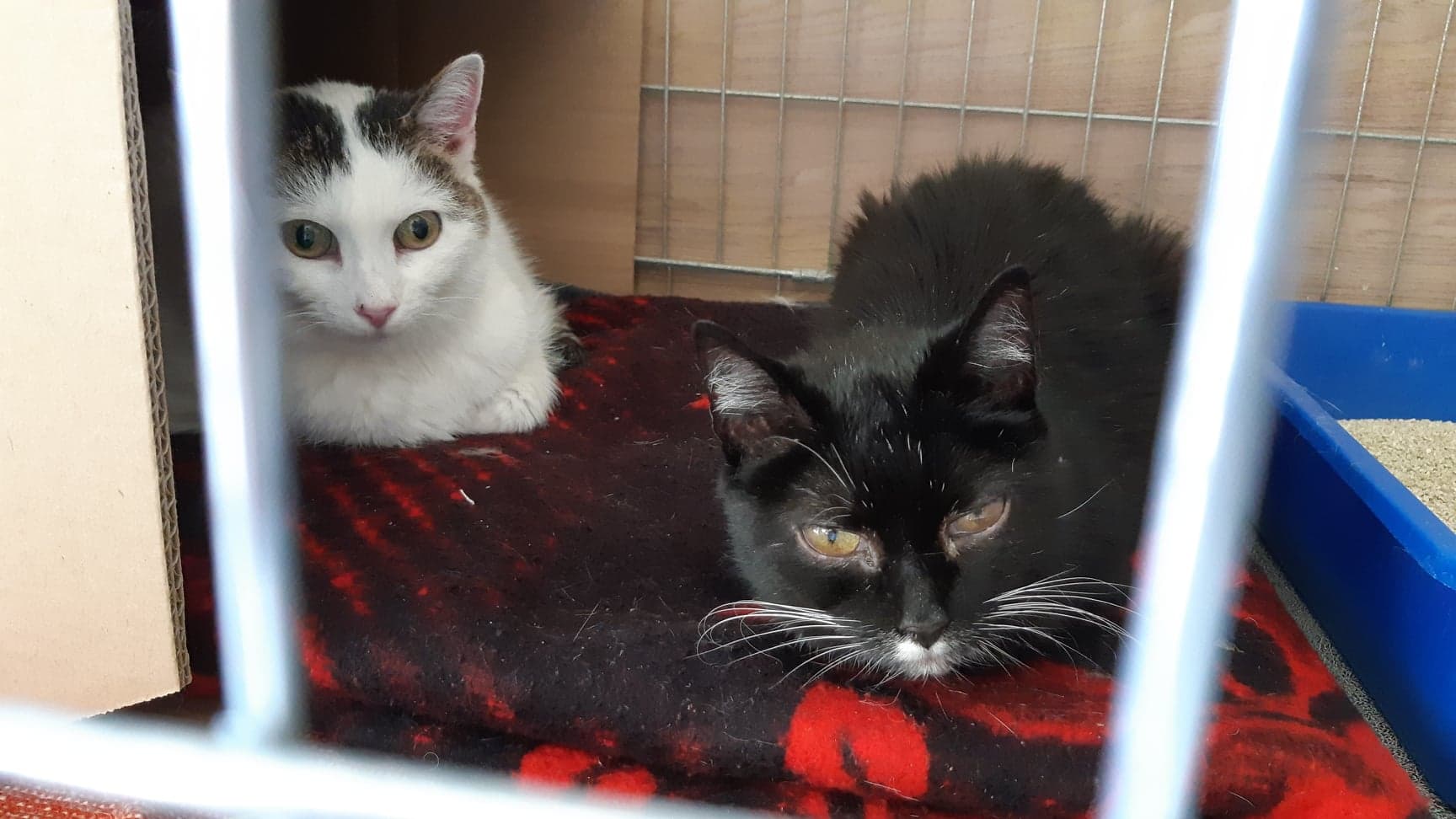 Kajtusia i Milusia straciły swoją Panią i dom :( Milusia adoptowana. Kajtusia pilnie potrzebuje domu!