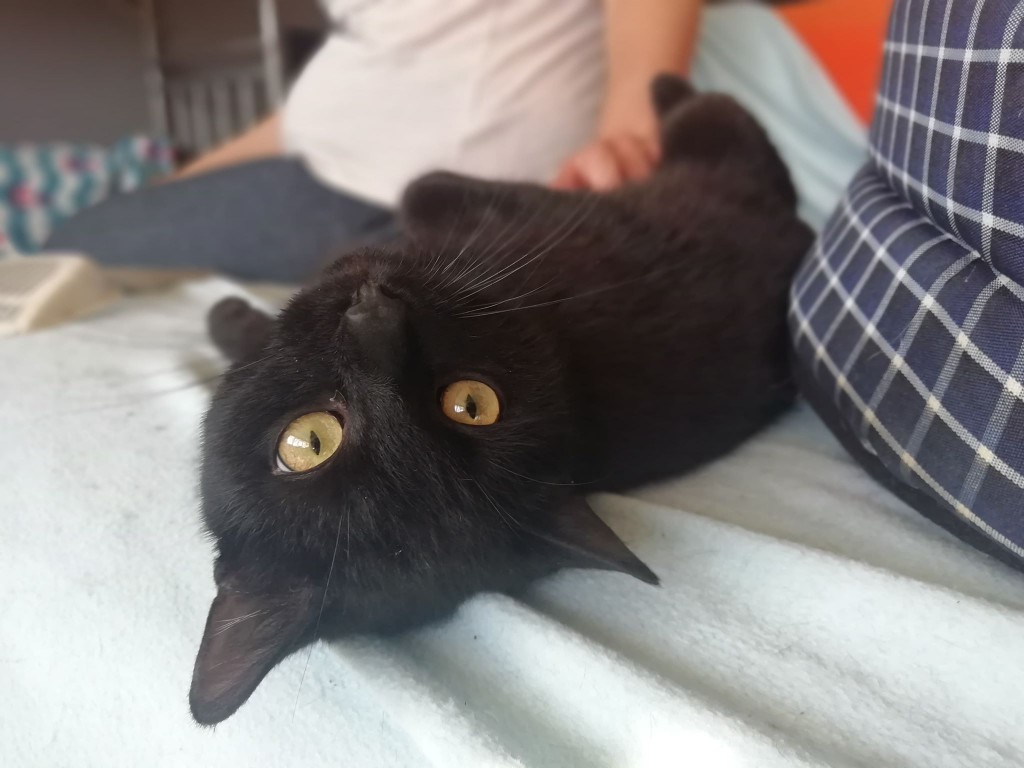 Adoptusie. Charlie - koci Kopciuszek. W domu :)