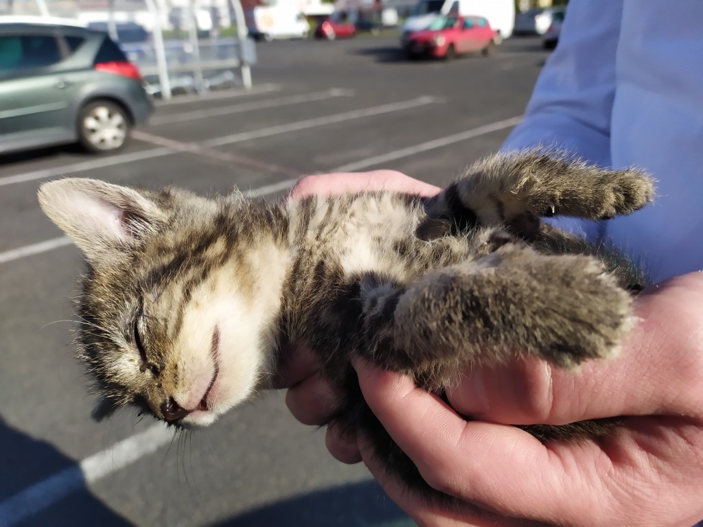 Zyzio - w domu :)