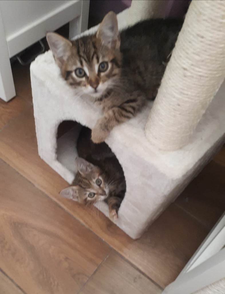 Bura rodzinka z Bałut - Emma, Mia i Kubuś