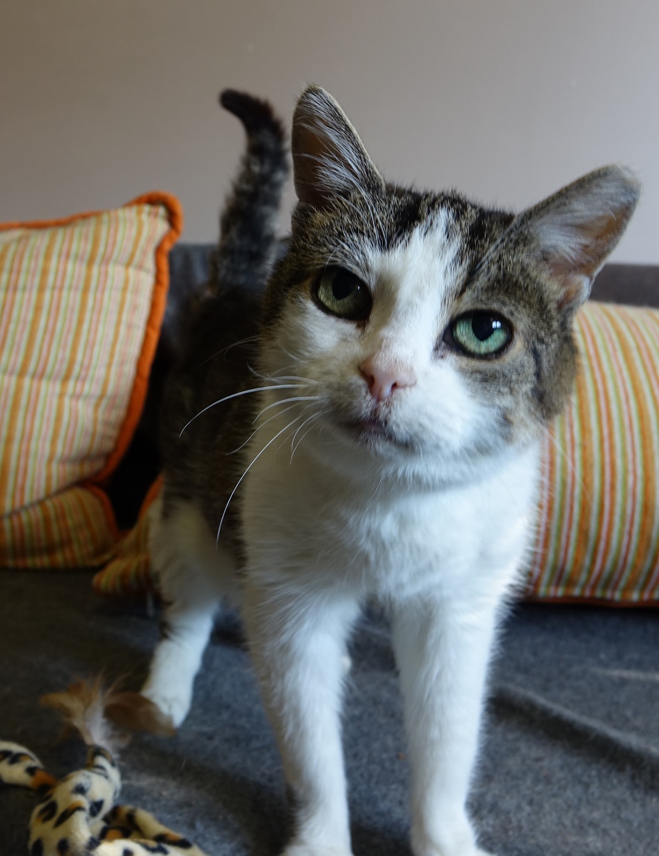 Lila z Chojen - kocia seniorka. W domu :)