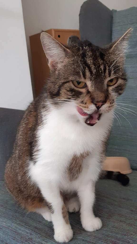 Adoptusie. Migotka - pieszczocha na wyłączność. W domu :)