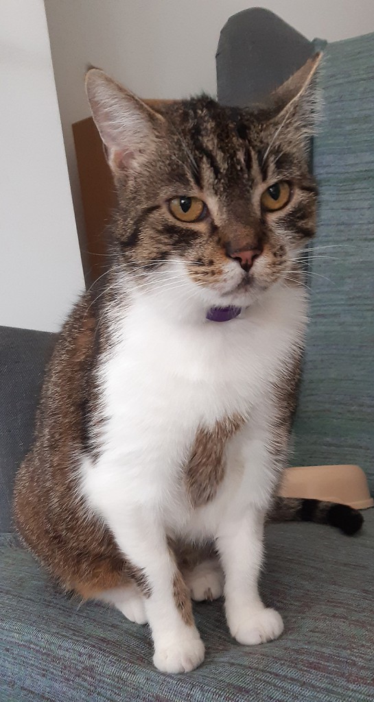 Adoptusie. Migotka - pieszczocha na wyłączność. W domu :)