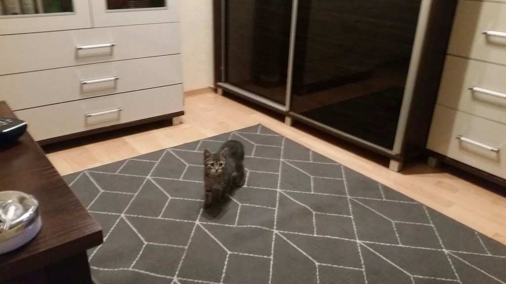 Adoptusie. Ratunku! Jestem mała bura i znalazłam dom :)