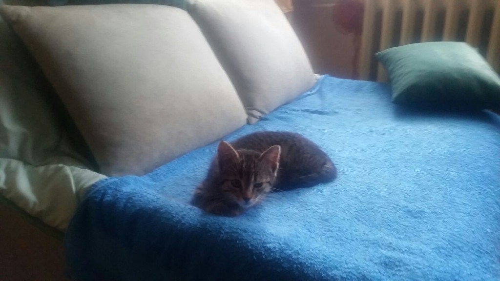 Adoptusie. Ratunku! Jestem mała bura i znalazłam dom :)