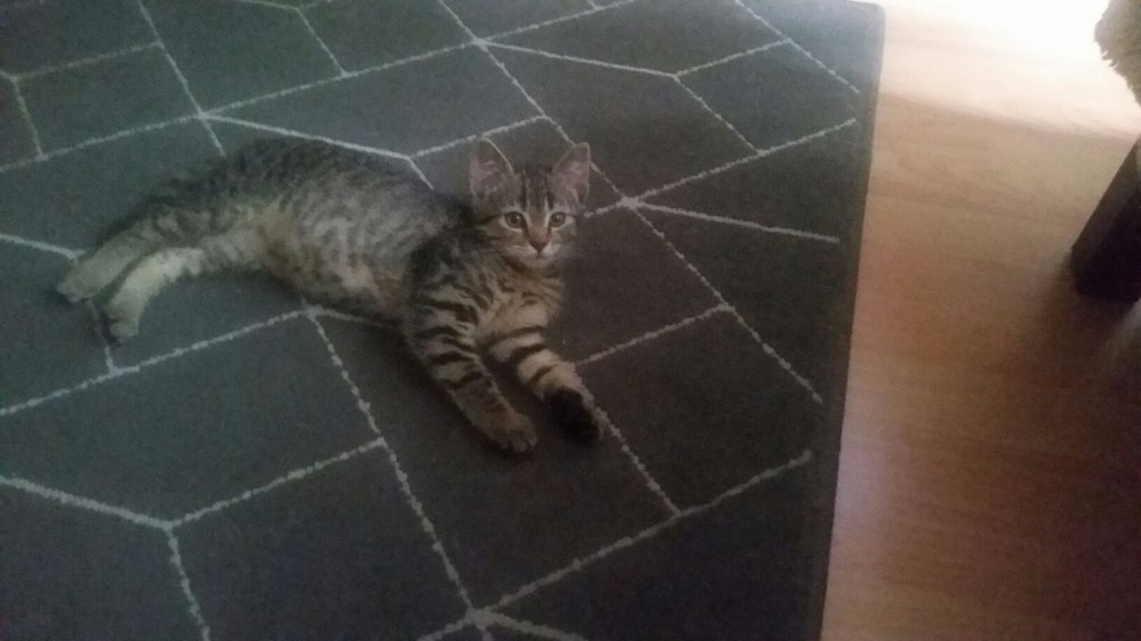 Adoptusie. Ratunku! Jestem mała bura i znalazłam dom :)