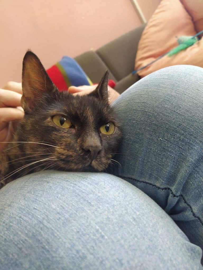 Adoptusie. Czoko - słodka jak czekoladka. W domu :)