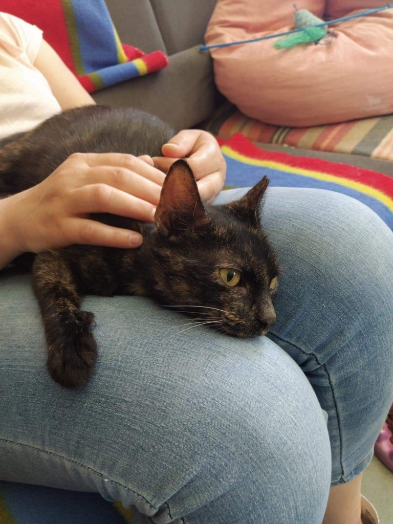 Adoptusie. Czoko - słodka jak czekoladka. W domu :)