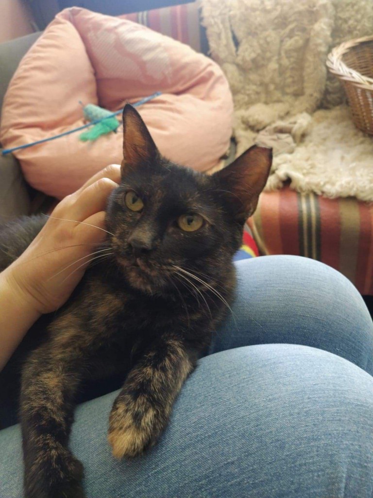 Adoptusie. Czoko - słodka jak czekoladka. W domu :)
