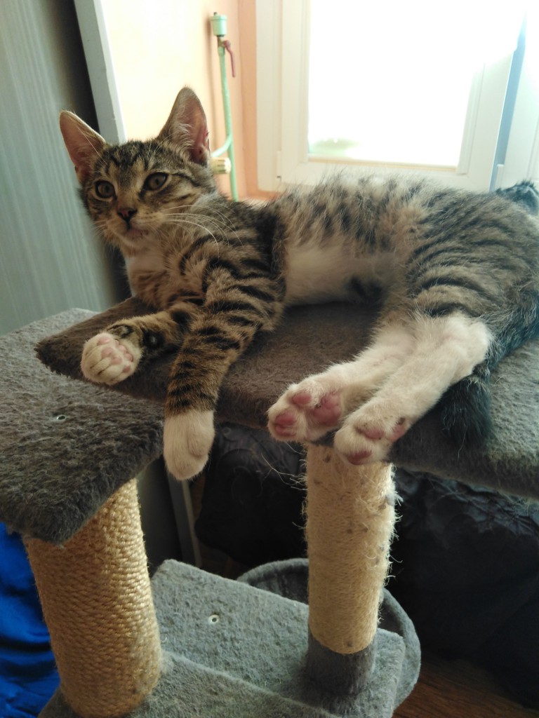 Adoptusie. Oliś – bury słodziak. W domu :)