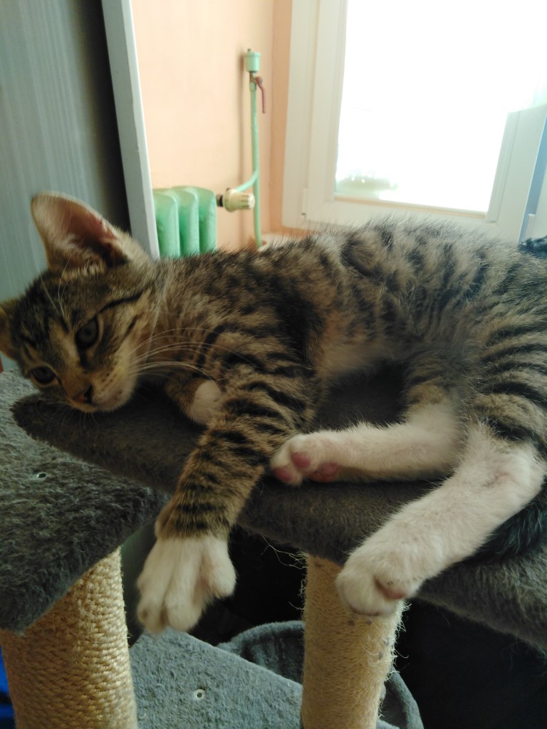 Adoptusie. Oliś – bury słodziak. W domu :)