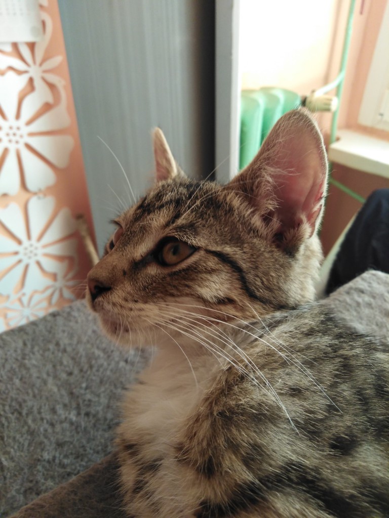 Adoptusie. Oliś – bury słodziak. W domu :)