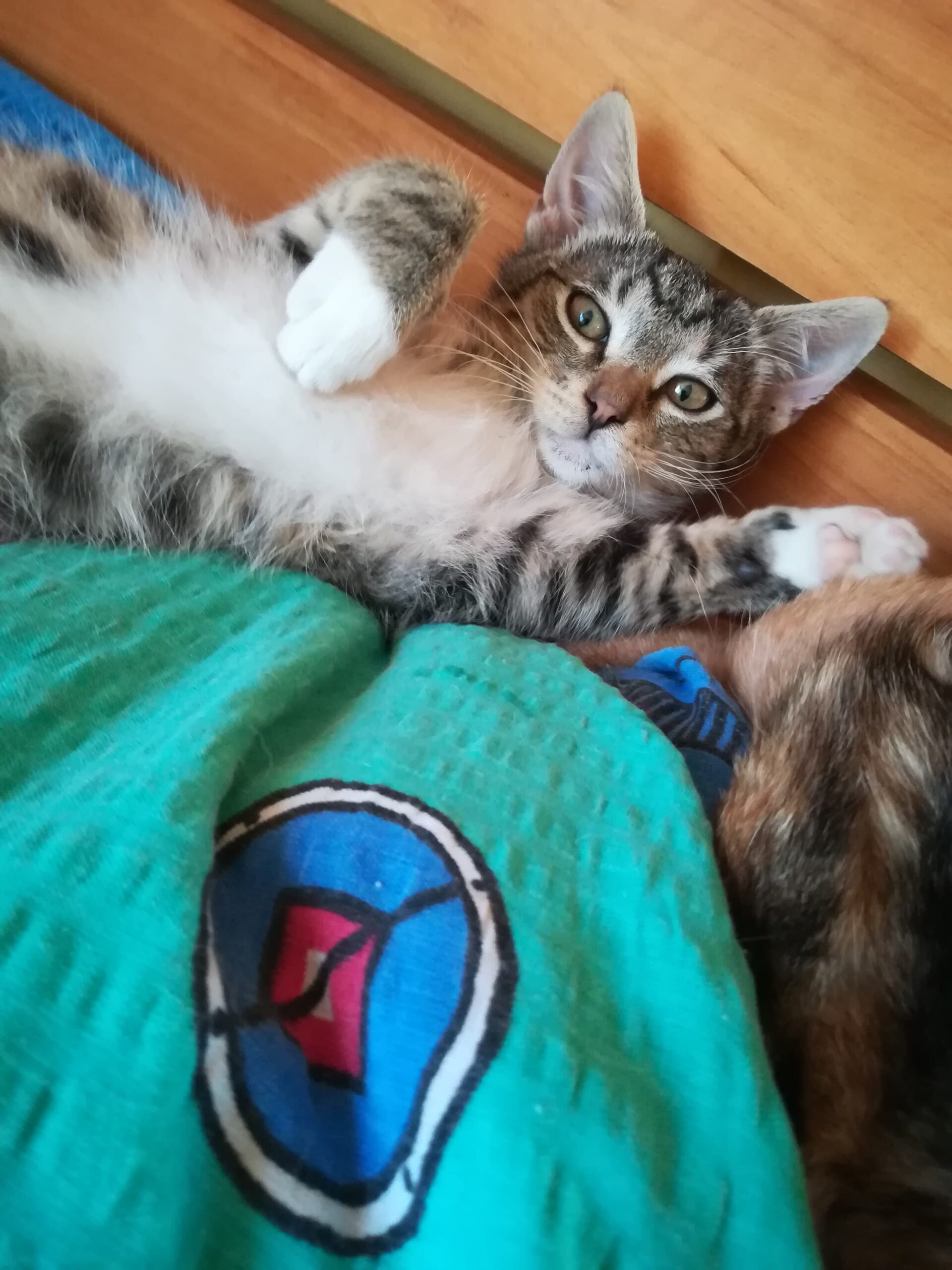 Adoptusie. Oliś – bury słodziak. W domu :)