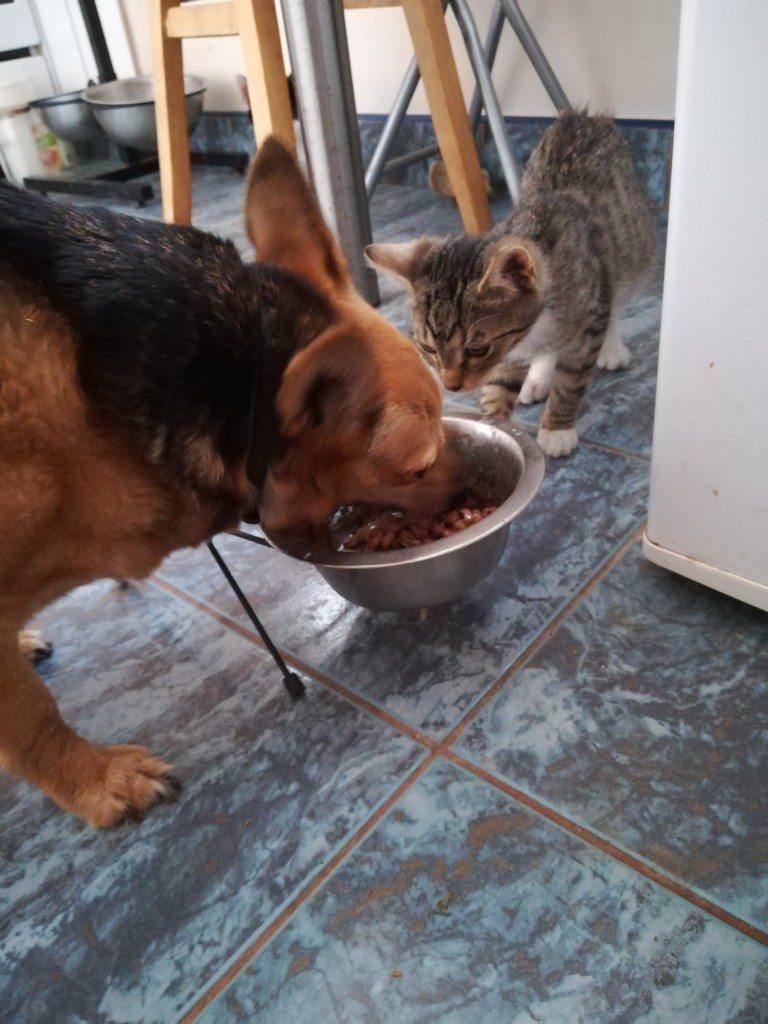 Adoptusie. Oliś – bury słodziak. W domu :)