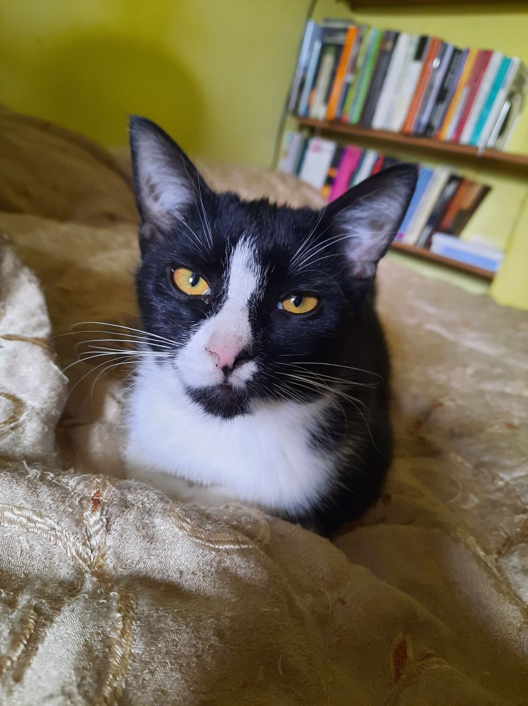 Adoptusie. Pigi i Lazy. Adoptowane :)