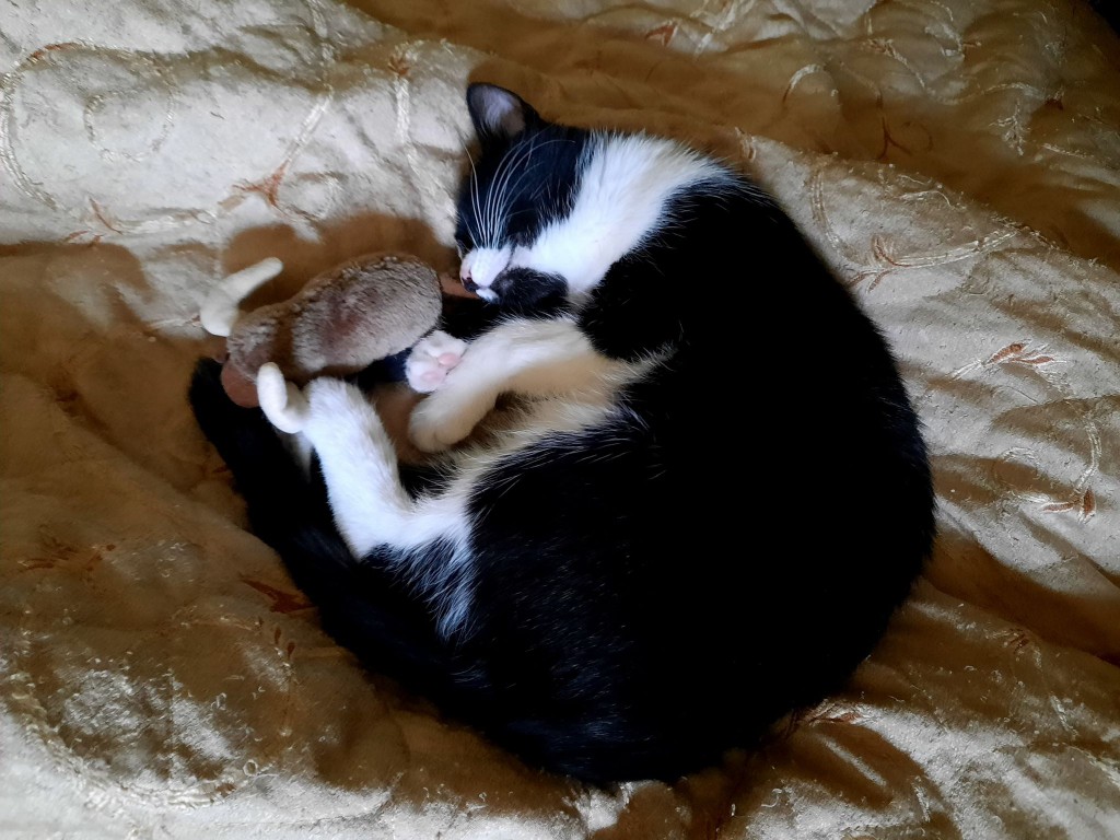 Adoptusie. Pigi i Lazy. Adoptowane :)