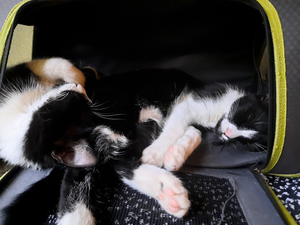 Adoptusie. Pigi i Lazy. Adoptowane :)