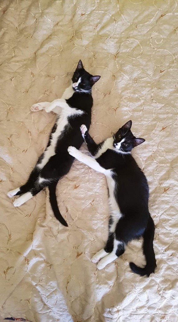 Adoptusie. Pigi i Lazy. Adoptowane :)