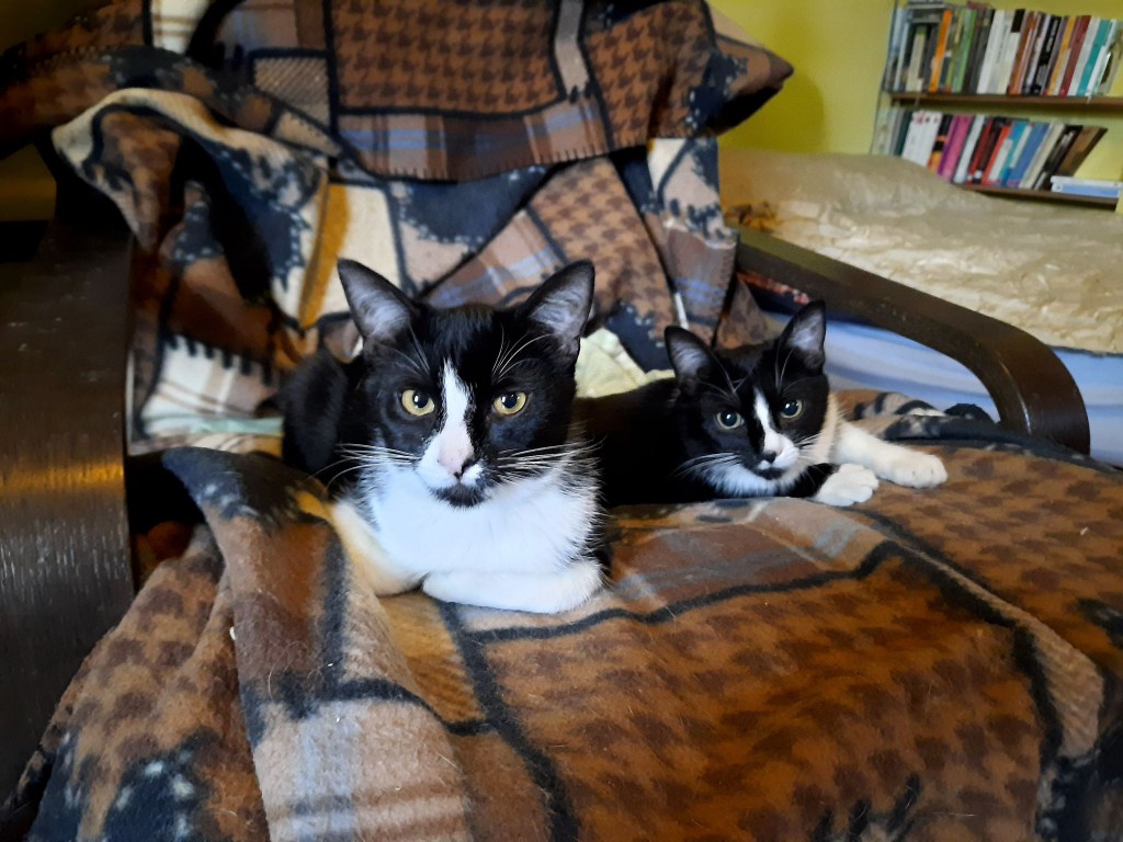 Adoptusie. Pigi i Lazy. Adoptowane :)