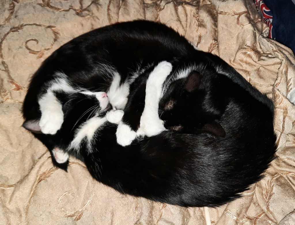 Adoptusie. Pigi i Lazy. Adoptowane :)