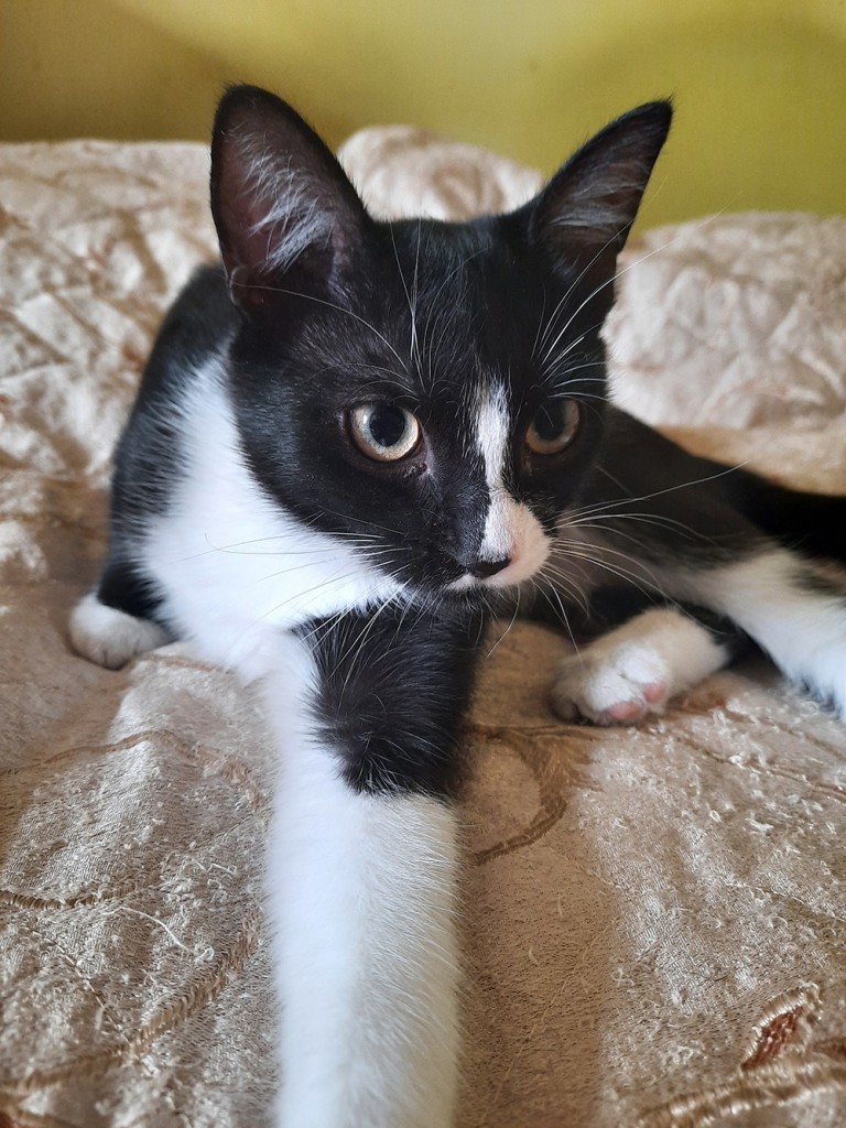 Adoptusie. Pigi i Lazy. Adoptowane :)