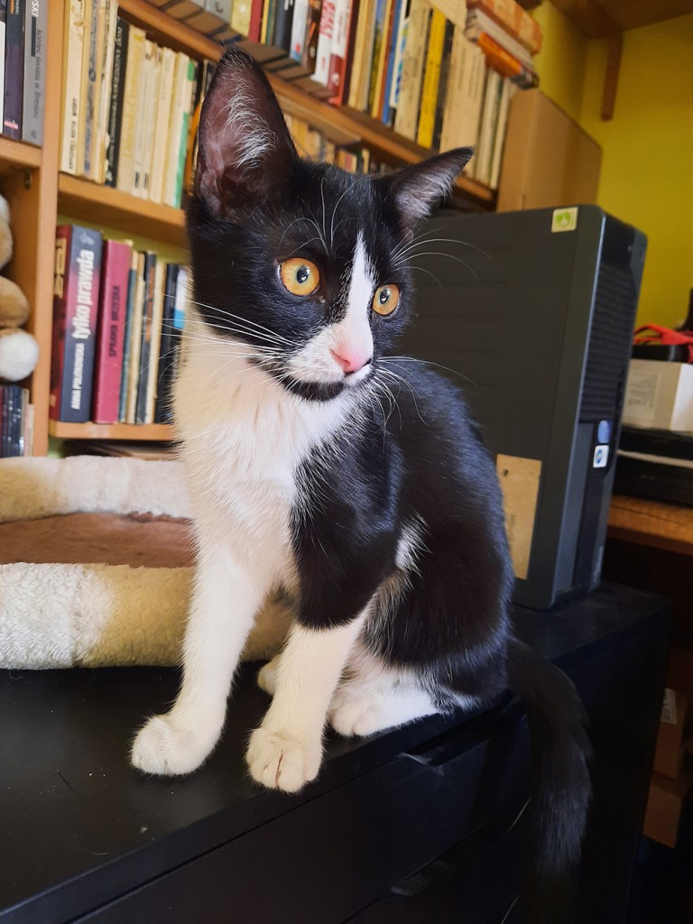 Adoptusie. Pigi i Lazy. Adoptowane :)